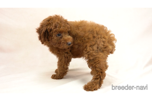 成約済の東京都のトイプードル-154159の4枚目